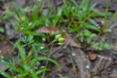 Smithia salsuginea